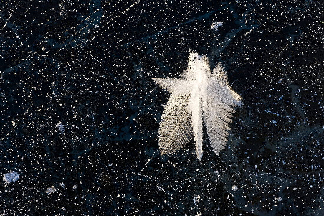 Macro View Of Ice Crystals (Hoar Frost) On The Frozen Surface Of A Small Pond Following An Extended Period Of Sub Zero Winter Weather In Alaska's Tongass Forest.