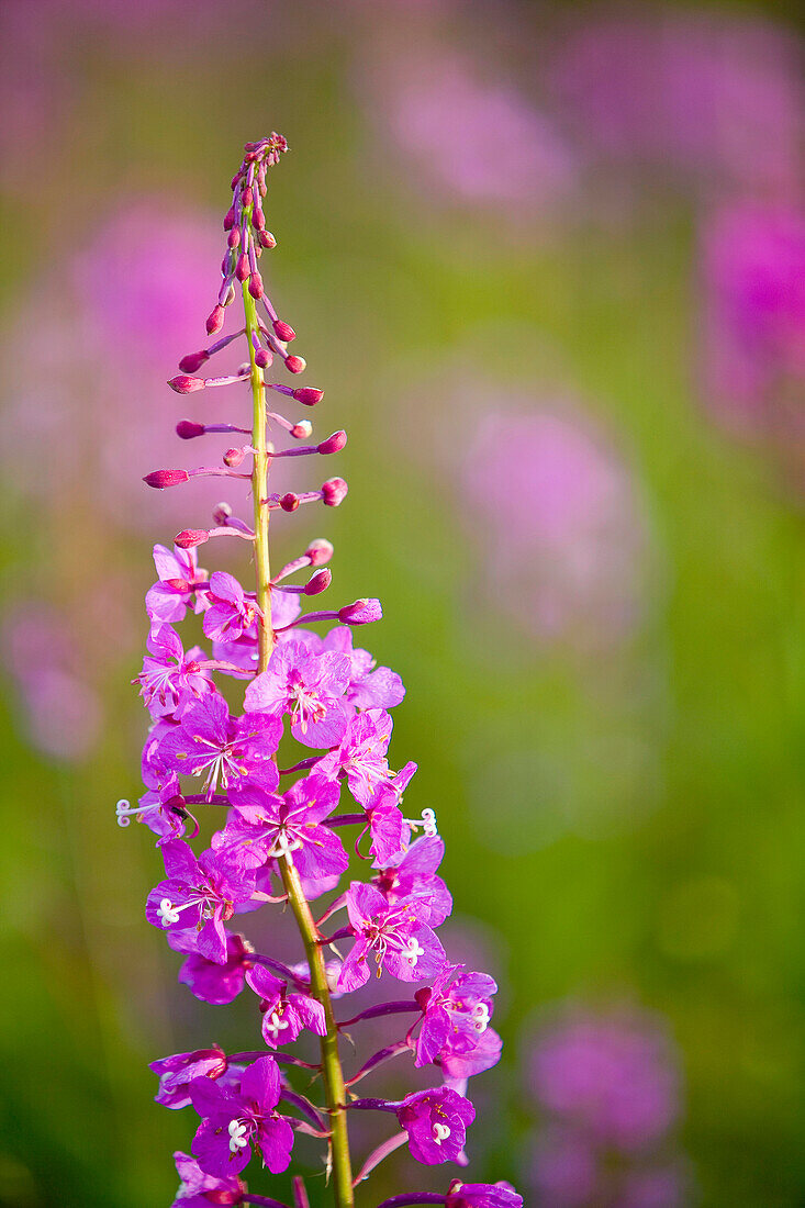 Fireweed Detail Near Anchor Point On The Kenai Peninsula In Southcentral Alaska.