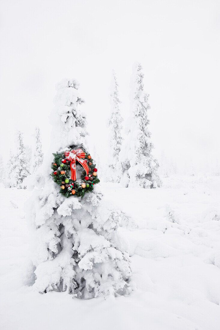 Hoarfrost Covered Spruce Tree With A Christmas Wreath Hanging On It, Fog, Winter, Eureka Summit, Alaska.