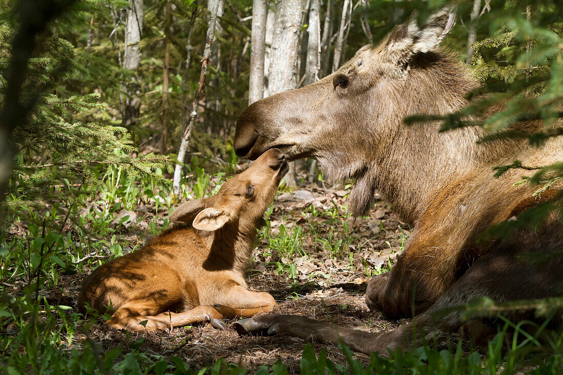A new moose calf nuzzles her mom as they lay in the woods near Cheney Lake, Anchorage, Southcentral Alaska, Spring