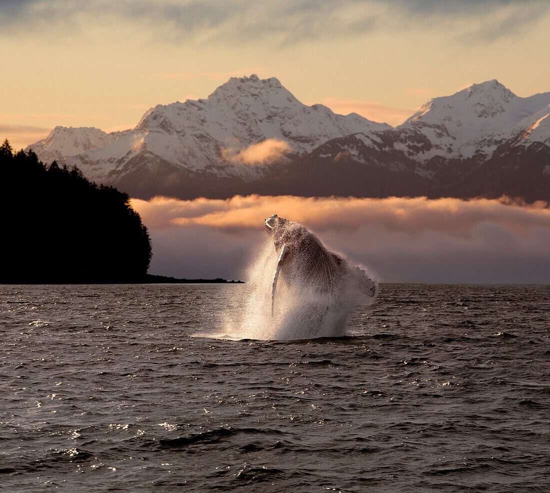COMPOSITE:A Humpback Whale breaches in Alaska's Inside Passage at sunrise, Eagle Peak, Admiralty Island beyond, Southeast, Summer