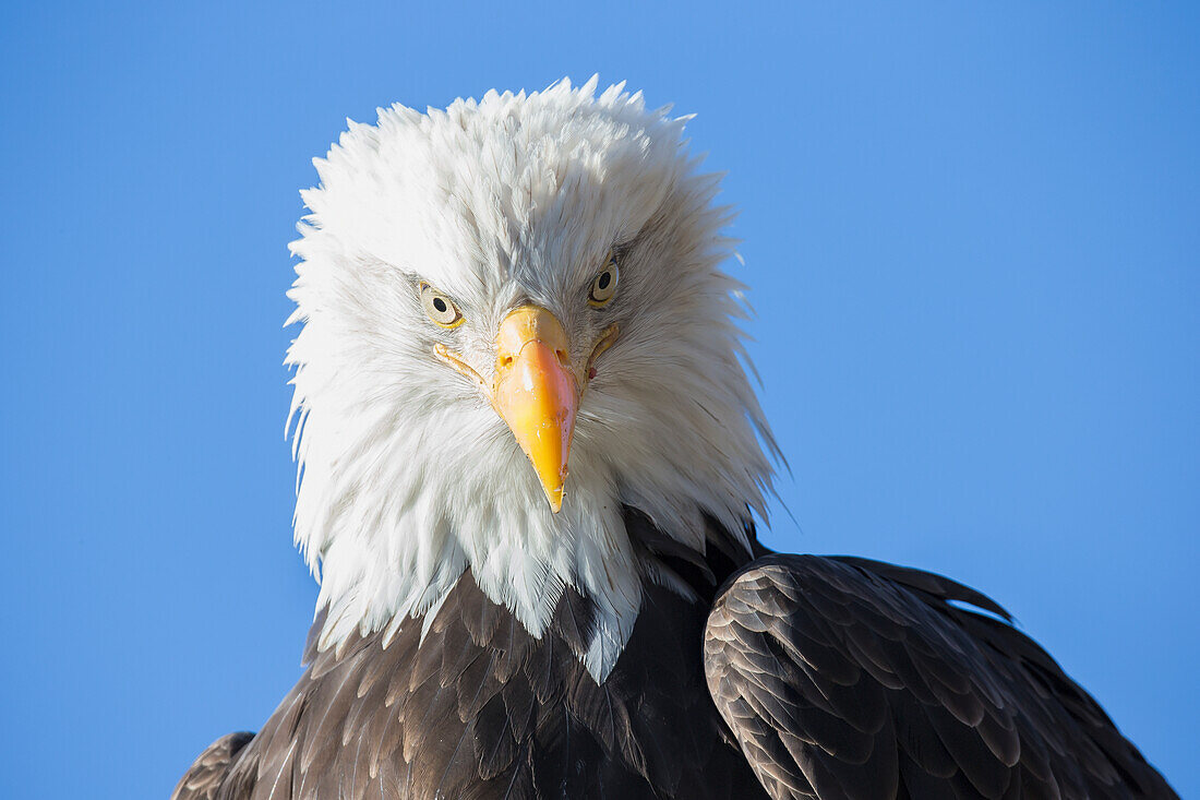 'American bald eagle;Alaska usa'