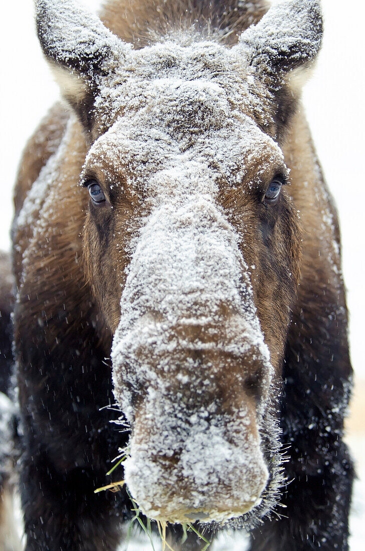 'Moose (alces alces) face covered in snow;Yukon canada'