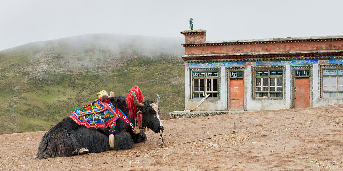 'China, Xizang, Tibet, Yak Laying On Ground Decorated With Colorful Fabric And Fur Collar; Shannan'