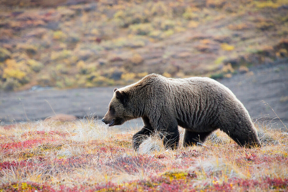 'Brown Bear (Ursus Arctos) Walks Along With Fall Colors In Denali National Park;Alaska United States Of America'