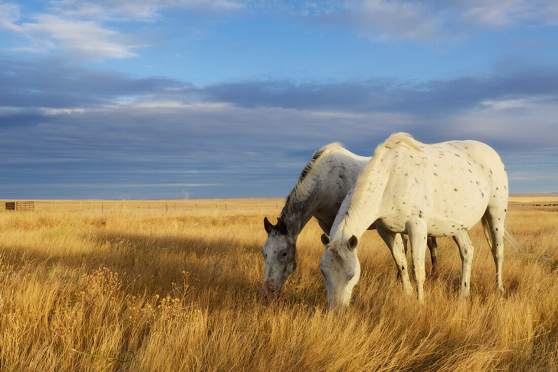 'Horses Grazing In Cypress Hills Provincial Park;Alberta Canada'