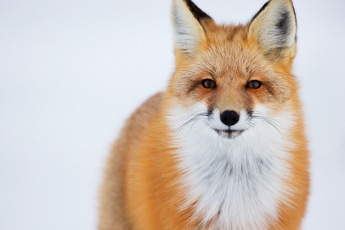 'Portrait Of Red Fox;Churchill Manitoba Canada'