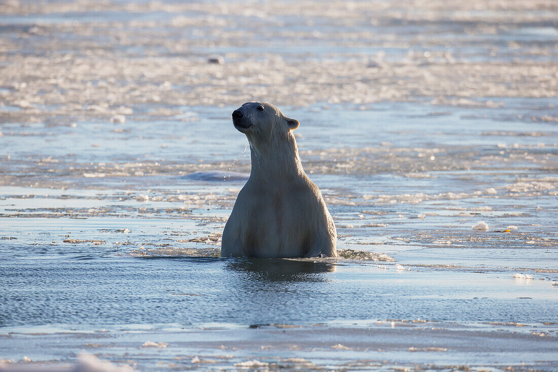 'Polar Bear Swimming In The Icy Waters Of Hudson's Bay;Churchill Manitoba Canada'