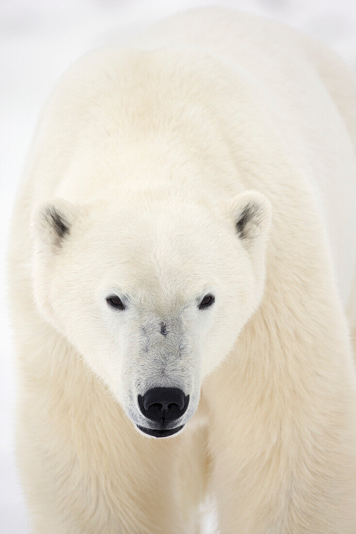'Portrait Of Polar Bear On The Shore Ice Of Hudson's Bay;Churchill Manitoba Canada'
