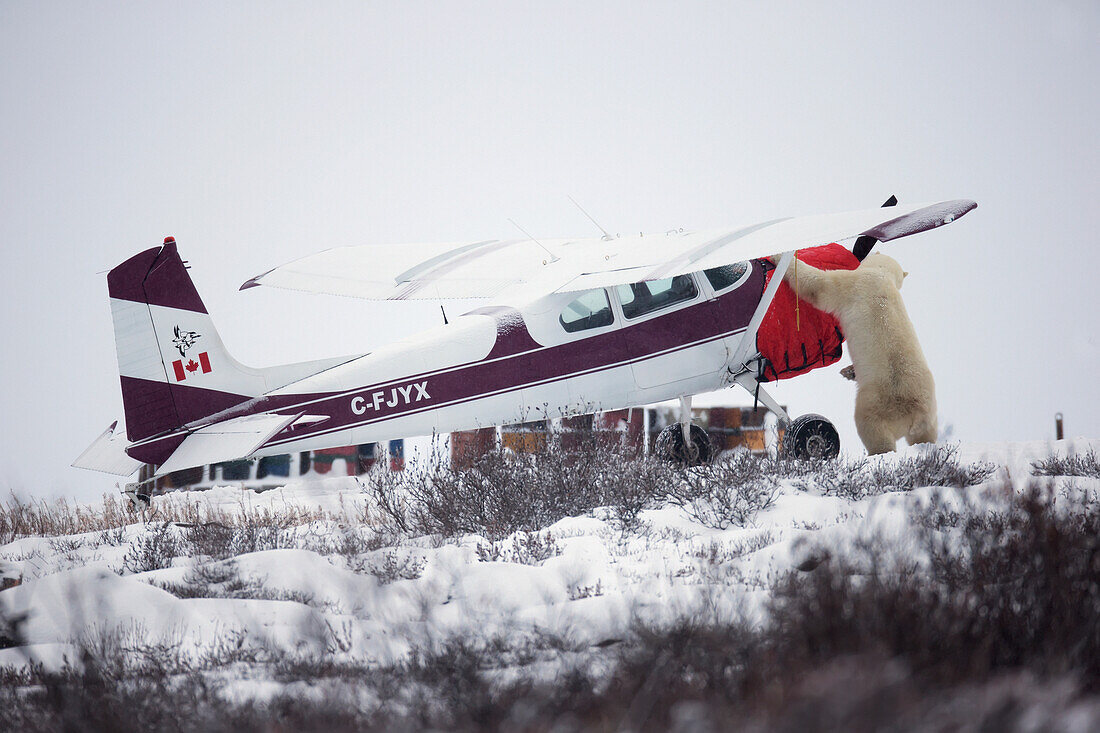 'Polar Bear Checking Out A Plane At Seal River Lodge;Churchill Manitoba Canada'