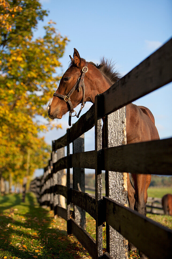 'Horse By Farm Fence In Autumn;Caledon Ontario Canada'