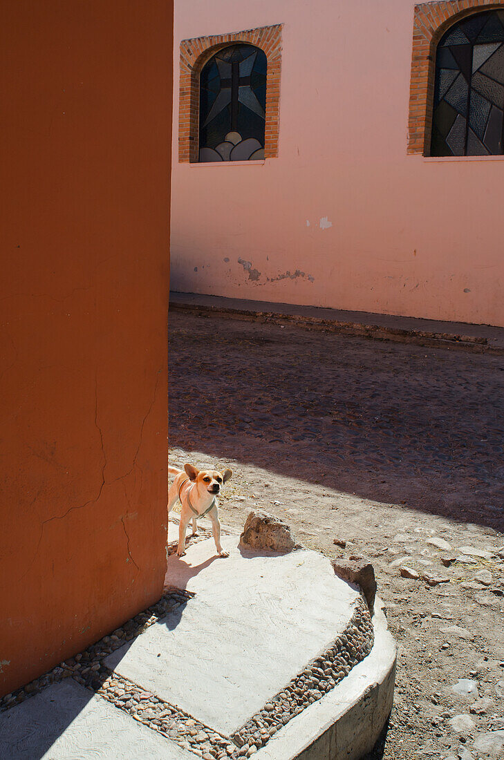 'Mexico, Guanajuato, Chihuahua Dog On Cobblestone Street; San Miguel De Allende'