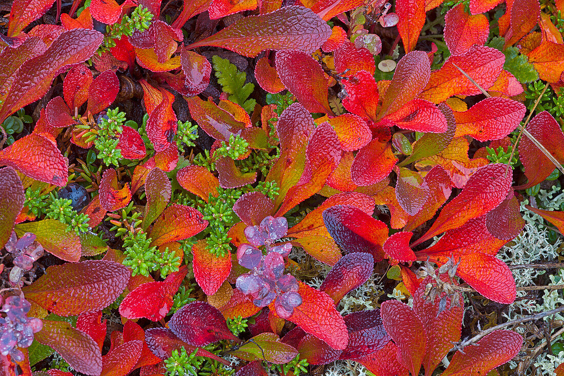 'Bearberry Shrub Turns Red During The Brief Autumn Along The Dempster Highway;Yukon Canada'