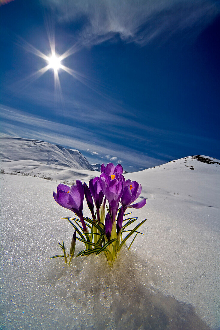 Crocus flower peeking up through the snow in Spring. Southcentral Alaska.