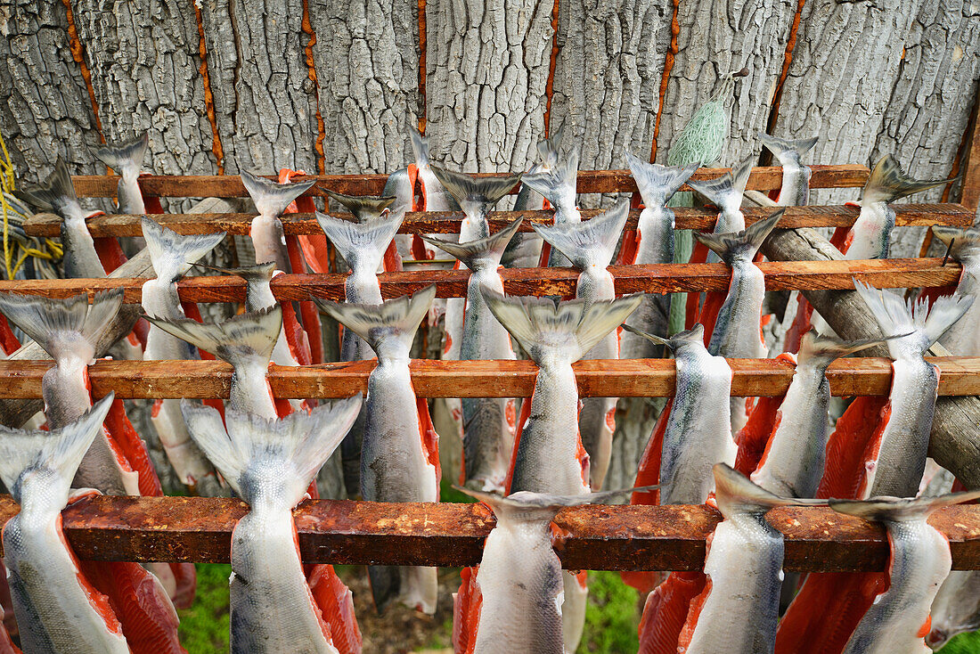 'Red (Sockeye) Salmon (Oncorhynchus Nerka) Hangs To Dry At A Fish Camp On Six Mile Lake Near Nondalton Alaska Adjacent To Lake Clark National Park And Preserve;Alaska United States Of America'