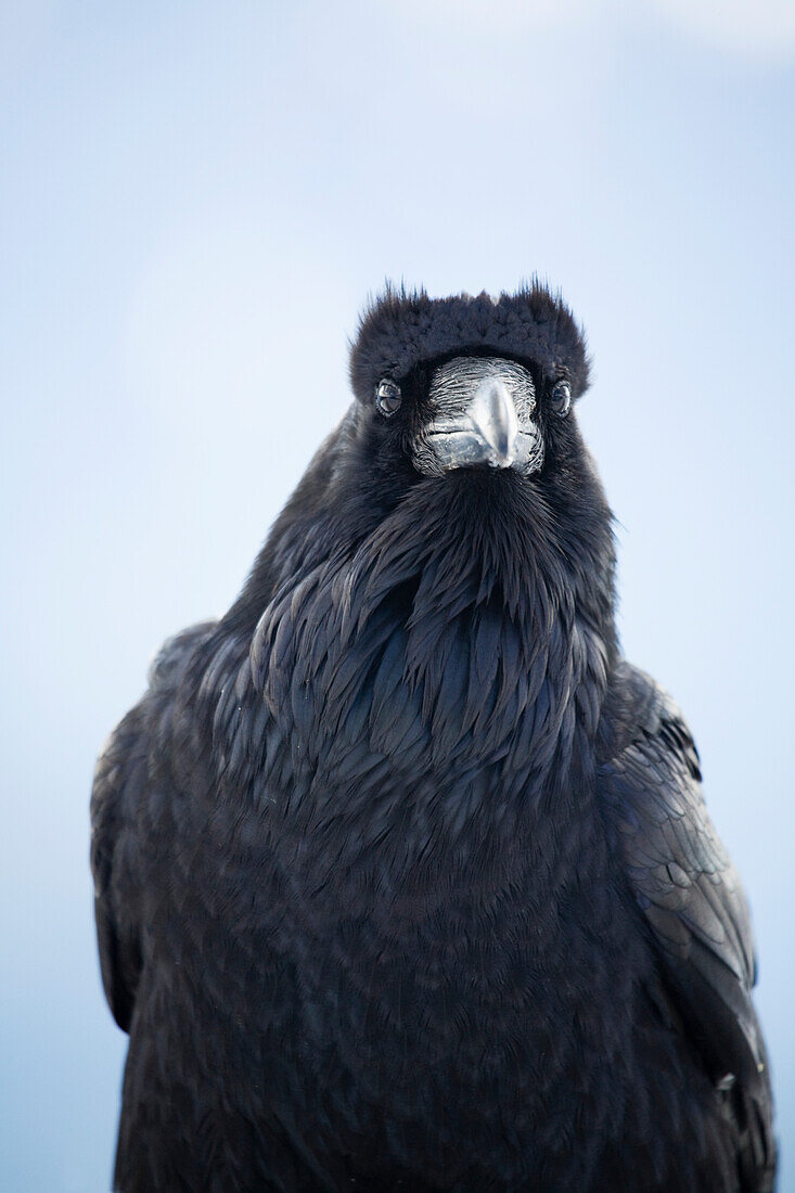 Portrait of Raven in Olympic Mountains, Washington, USA