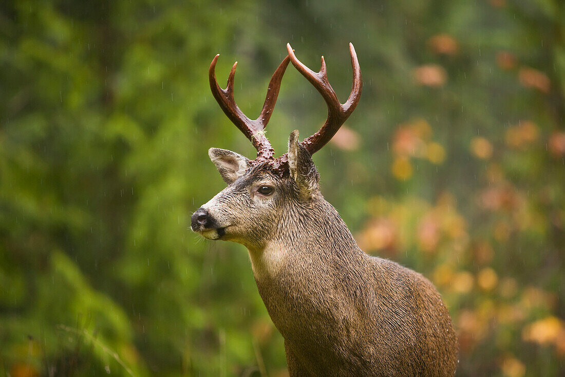 Black-tail deer buck standing in rain, fall, Elwha Valley, Olympic Peninsula, Washington, USA.