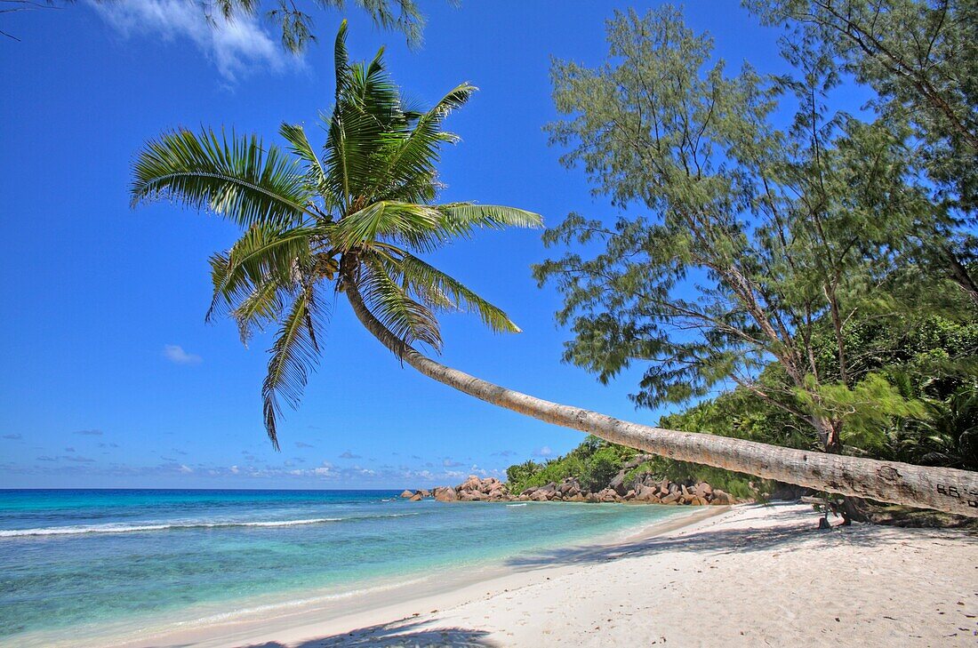 Palm trees overhanging beach in Anse Cocos, La Digue Island, Seychelles
