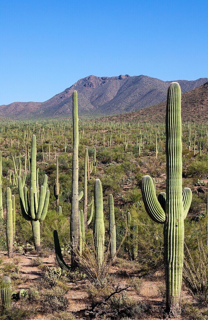 Giant Cacti in Saguaro N P , Arizona, USA