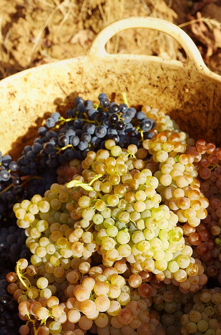 Harvesting of wine grapes  Lanciego  Rioja alavesa wine route  Alava  Basque country  Spain