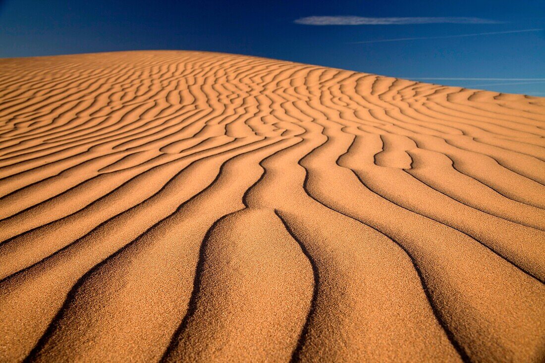 Algodones Dunes or Imperial Sand Dunes, Imperial County, California, United States of America, USA