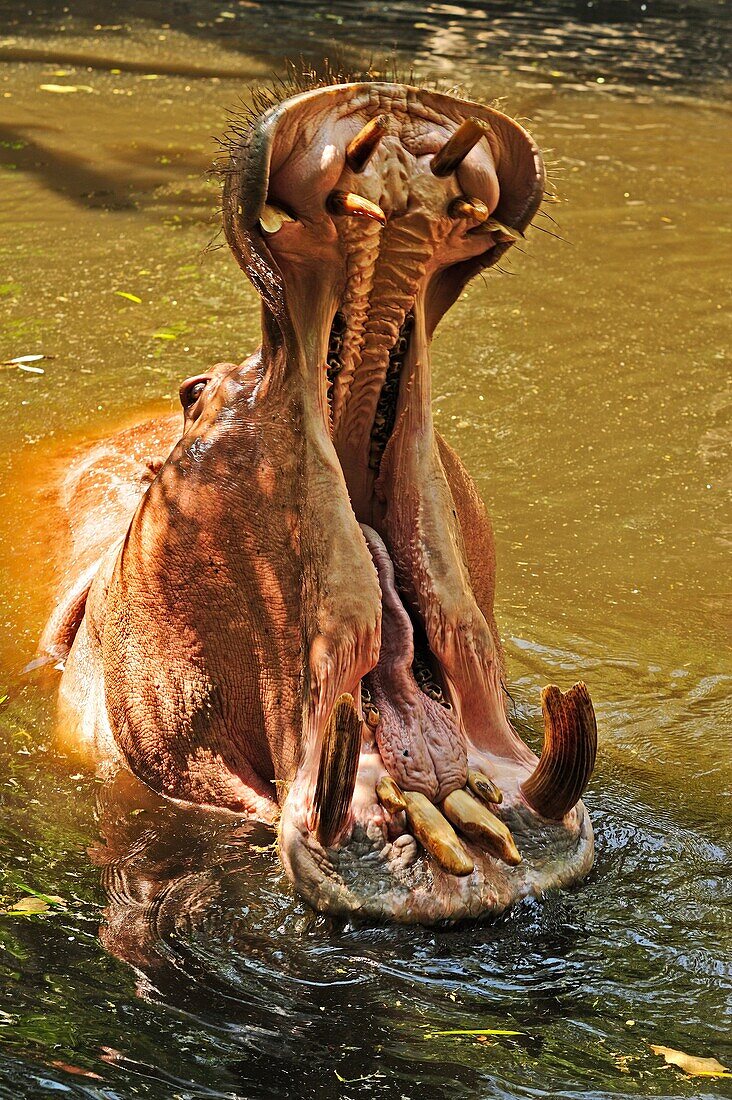 hippopotamus, Hippopotamus amphibius, Chiang Mai Zoo, Chiang Mai, Thailand