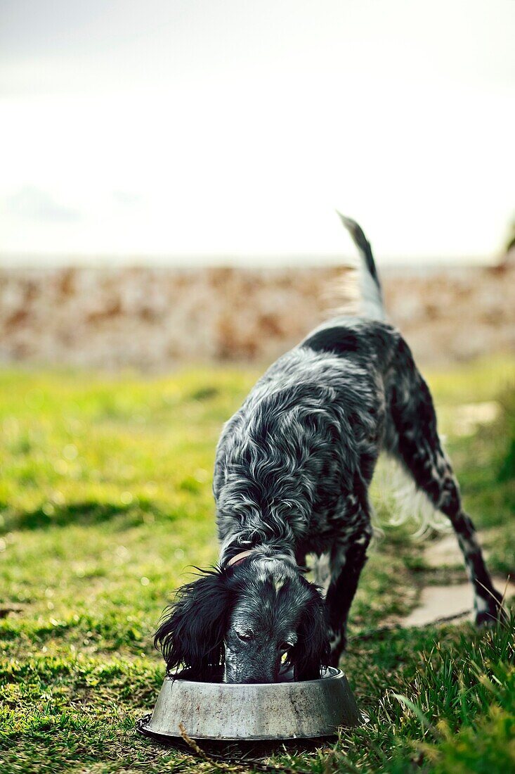 Setter eating food in the garden