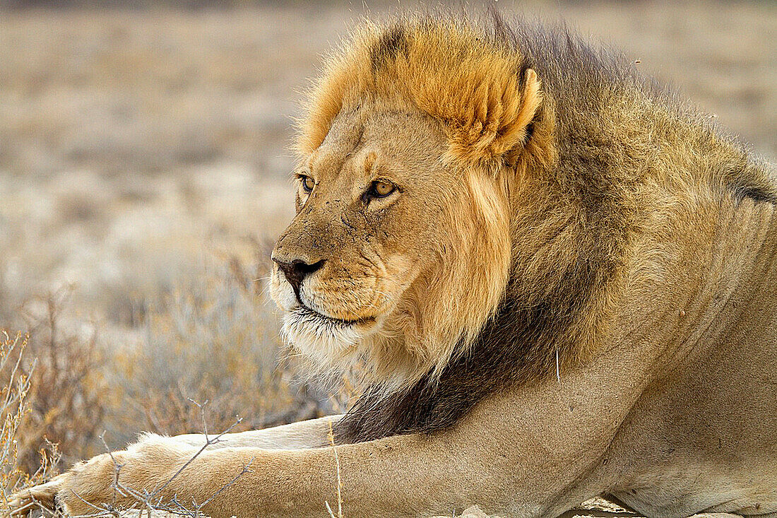 African lion Panthera leo - Male, Kgalagadi Transfrontier Park, Kalahari desert, South Africa