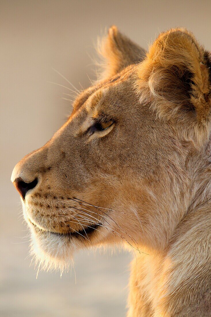 African lion Panthera leo - Female, Kgalagadi Transfrontier Park, Kalahari desert, South Africa