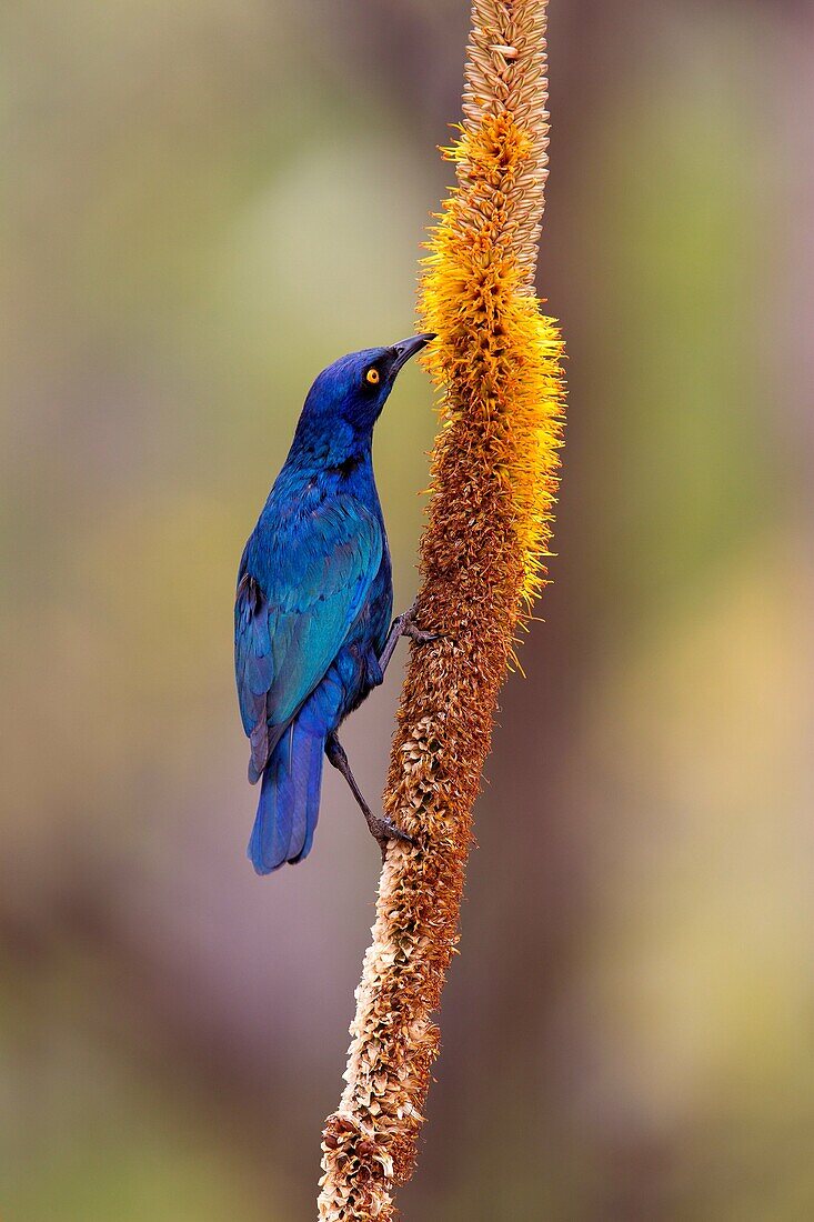 Cape Glossy Starling Lamprotornis nitens, on the Skirt Aloe Aloe alooides,Kruger National Park, South Africa