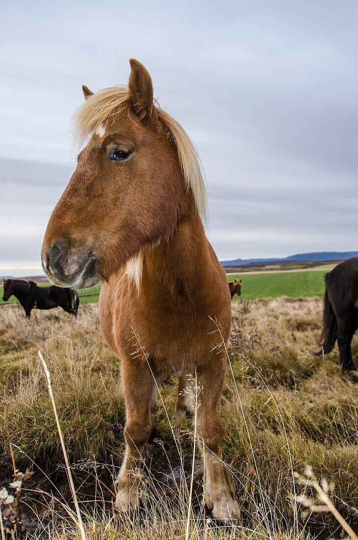 Icelandic horse standing on pastureland  Iceland