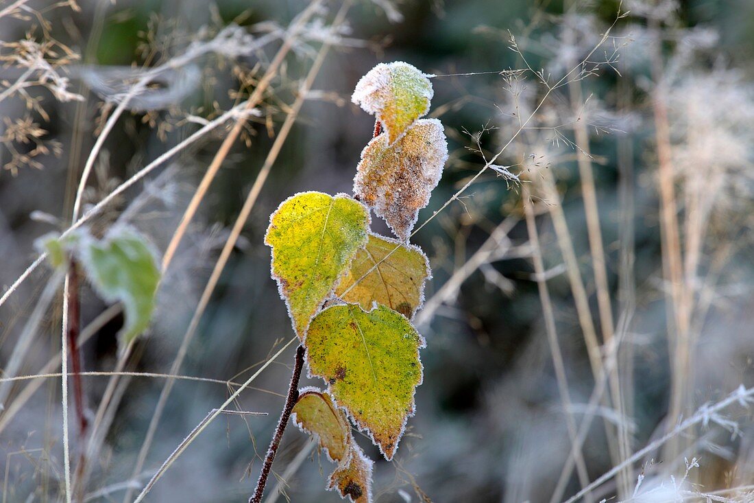 Hoarfrost-covered birch leaves. Vaesternorrland, Sweden, Scandinavia, Europe