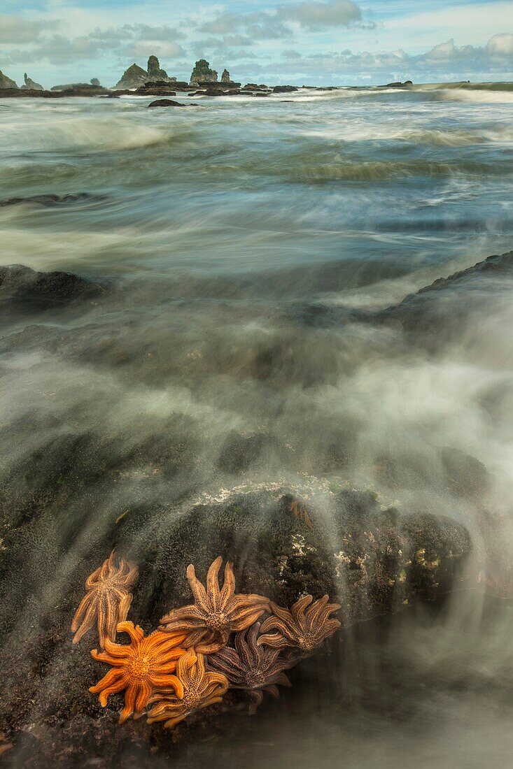 Reef starfish, attached to rocks, visible at low tide, Paparoa National Park, West Coast, New Zealand - Patangaroa spp