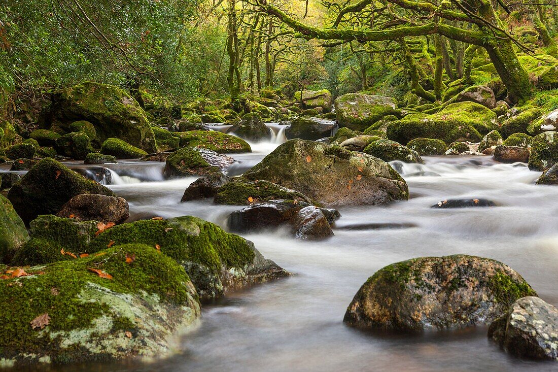 Rocky River Plym flowing through Dewerstone Wood near Shaugh Prior in Dartmoor National Park, Devon, England, UK, Europe