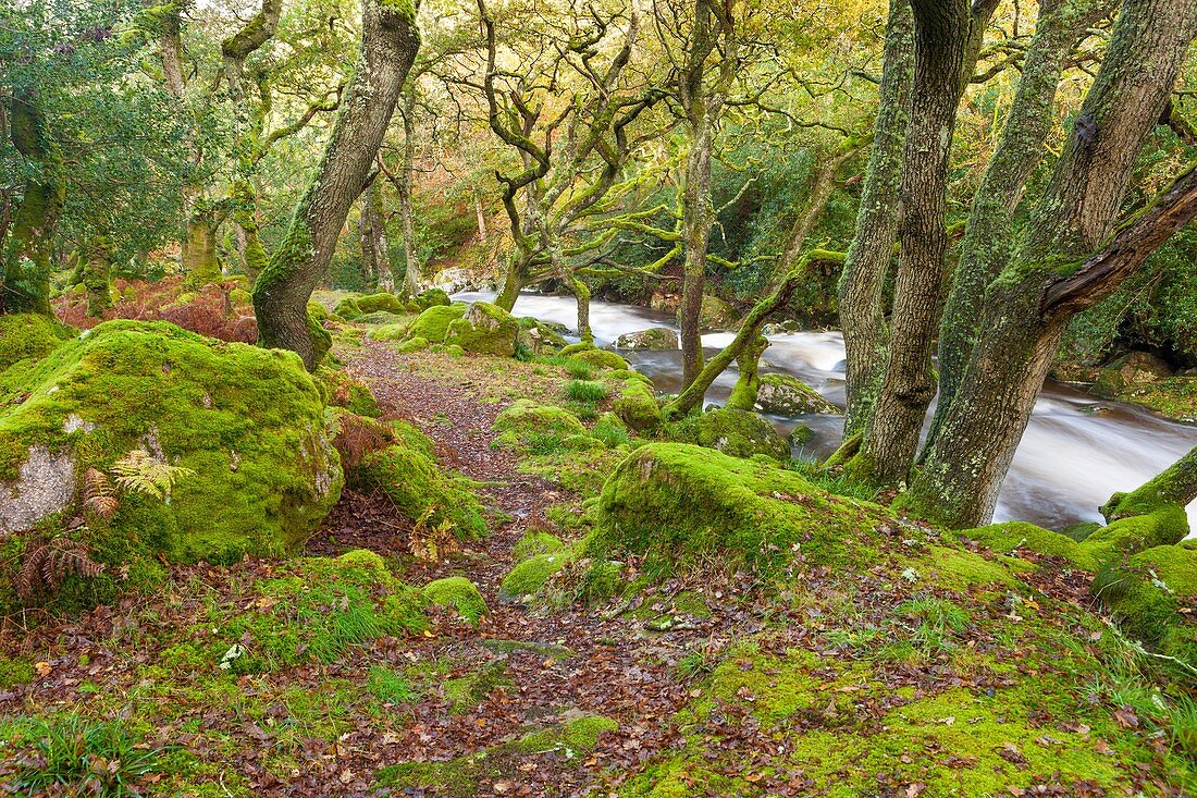 Rocky River Plym flowing through Dewerstone Wood near Shaugh Prior in Dartmoor National Park, Devon, England, UK, Europe