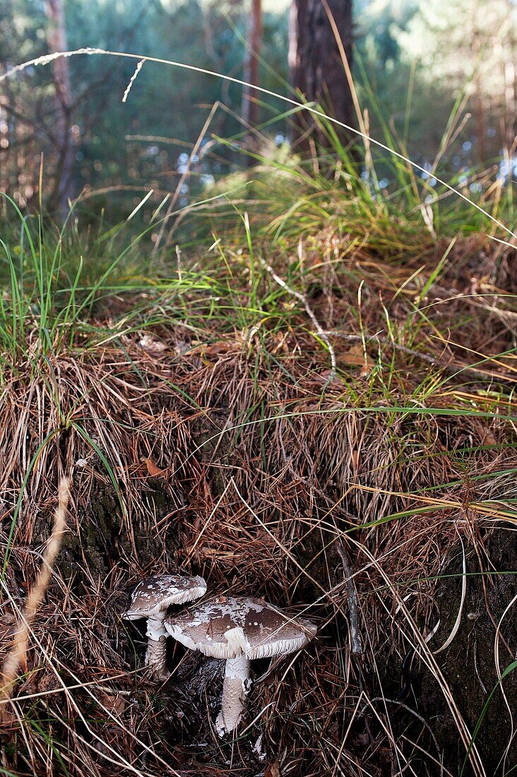 Mushrooms hygrophorus Marzuolus in the pine Navaleno-Soria-Spain-Europe.