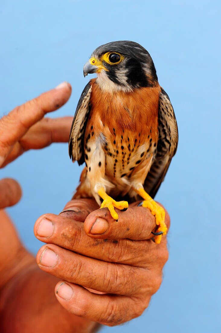 A small bird at a hand in Santa Clara,Villa Clara Province,Cuba