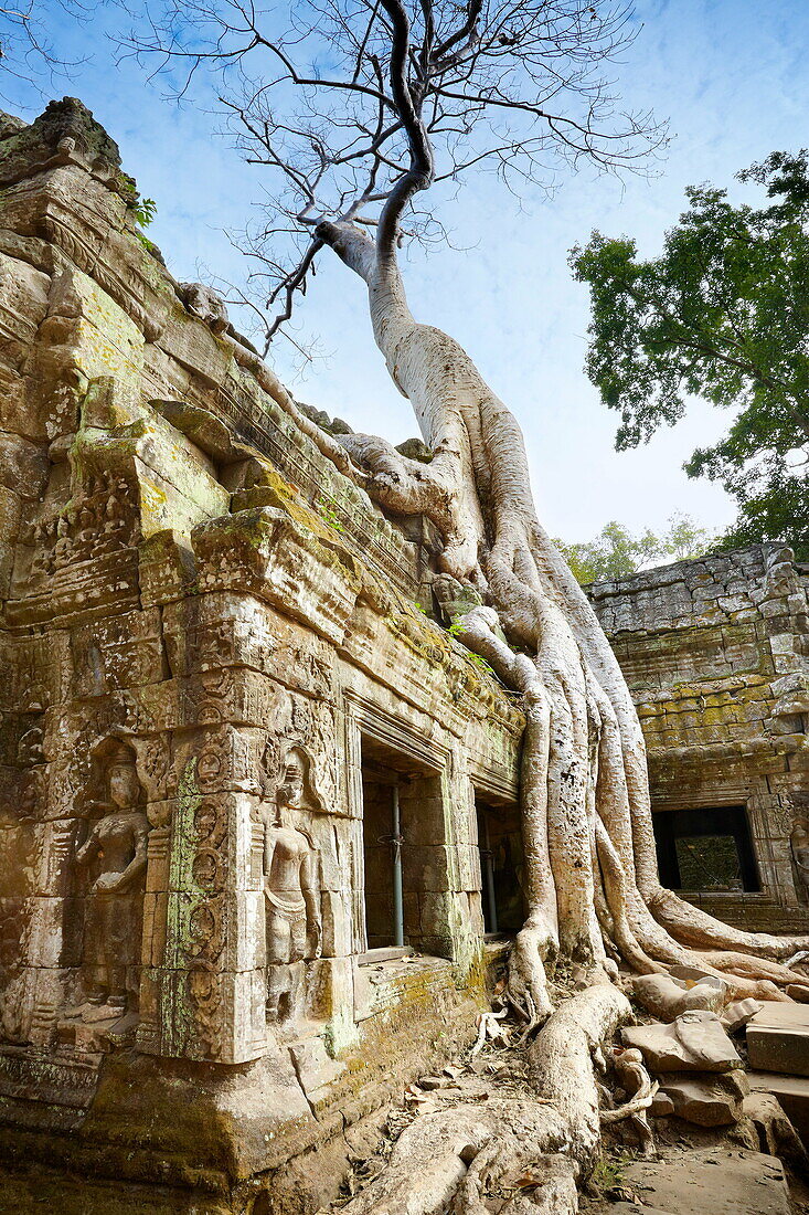 Angkor Temples Complex - Roots of a giant tree overgrowing ruins of the Temple Ta Prohm, Angkor, Cambodia, Asia, UNESCO