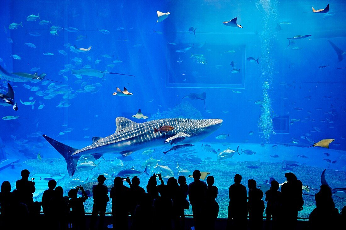 Whale Sharks and Manta Rays swim in The Okinawa Churaumi Aquarium located within the Ocean Expo Commemorative National Government Park in Okinawa, Japan. The first aquarium in the world to have multiple whale sharks and manta rays in successful captive br