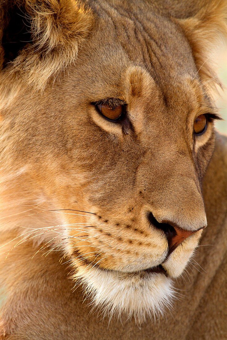 African lion Panthera leo - Female, Kgalagadi Transfrontier Park, Kalahari desert, South Africa
