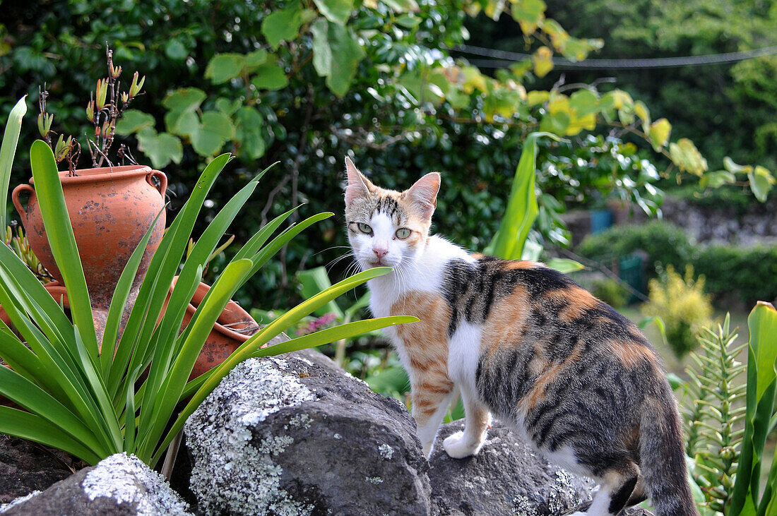 Katze im Aldeia da Cuada bei Faja Grande, Westküste, Insel Flores, Azoren, Portugal