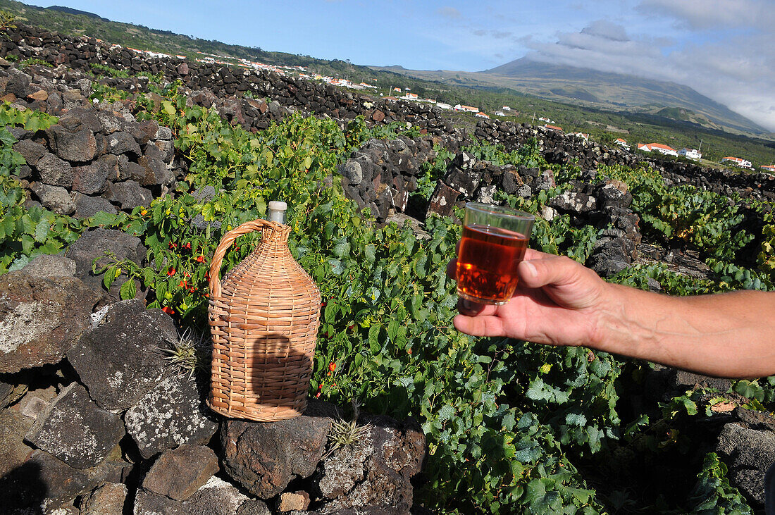 Weinbau an der Südwest-Küste mit Pico, Ponta do Pico, Insel Pico, Azoren, Portugal