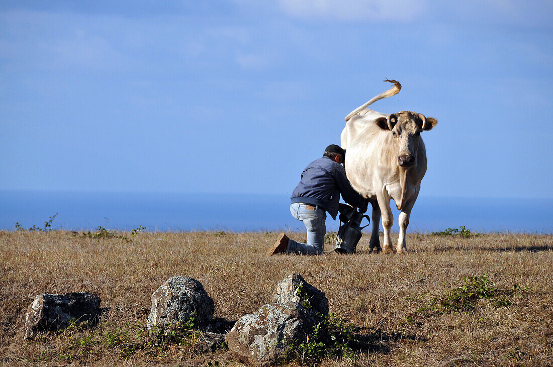 Bauer melkt Kuh zwischen Sao Pedro u. Langoinhas, Insel Santa Maria, Azoren, Portugal