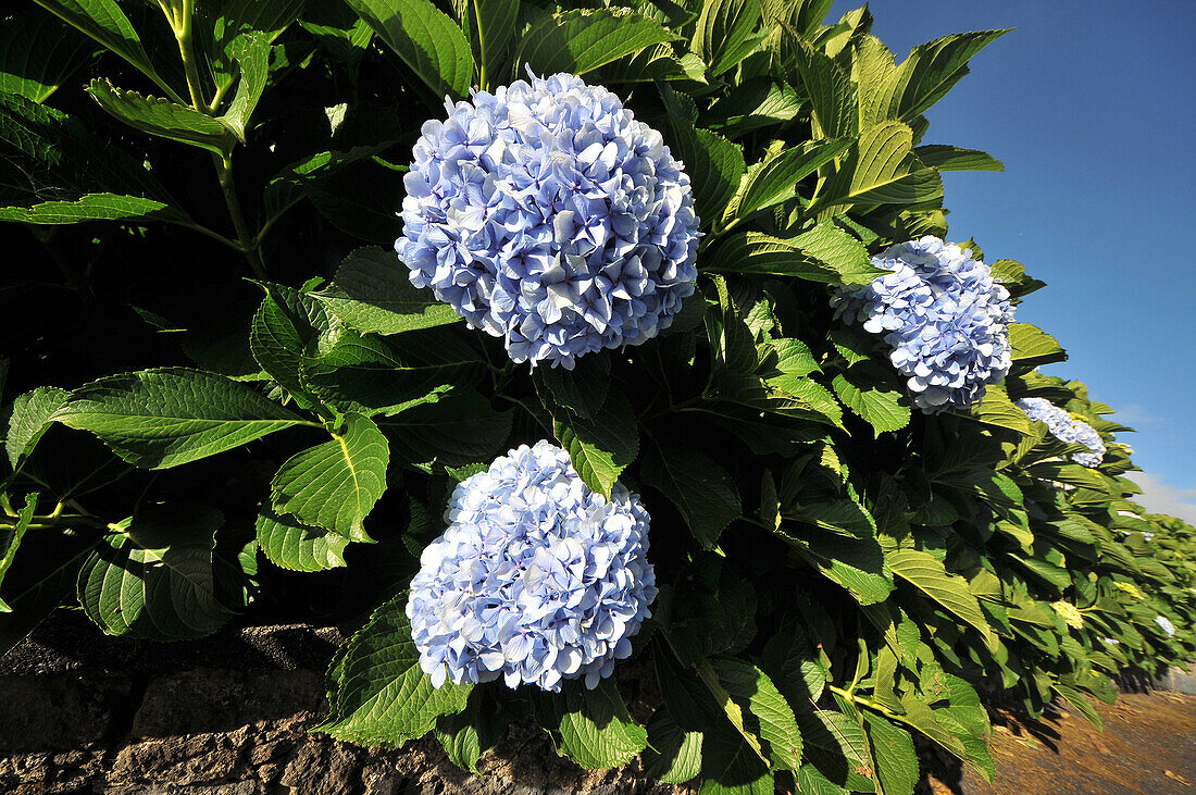 Blossoming flower, Hydrangea, Island of Sao Miguel, Azores, Portugal