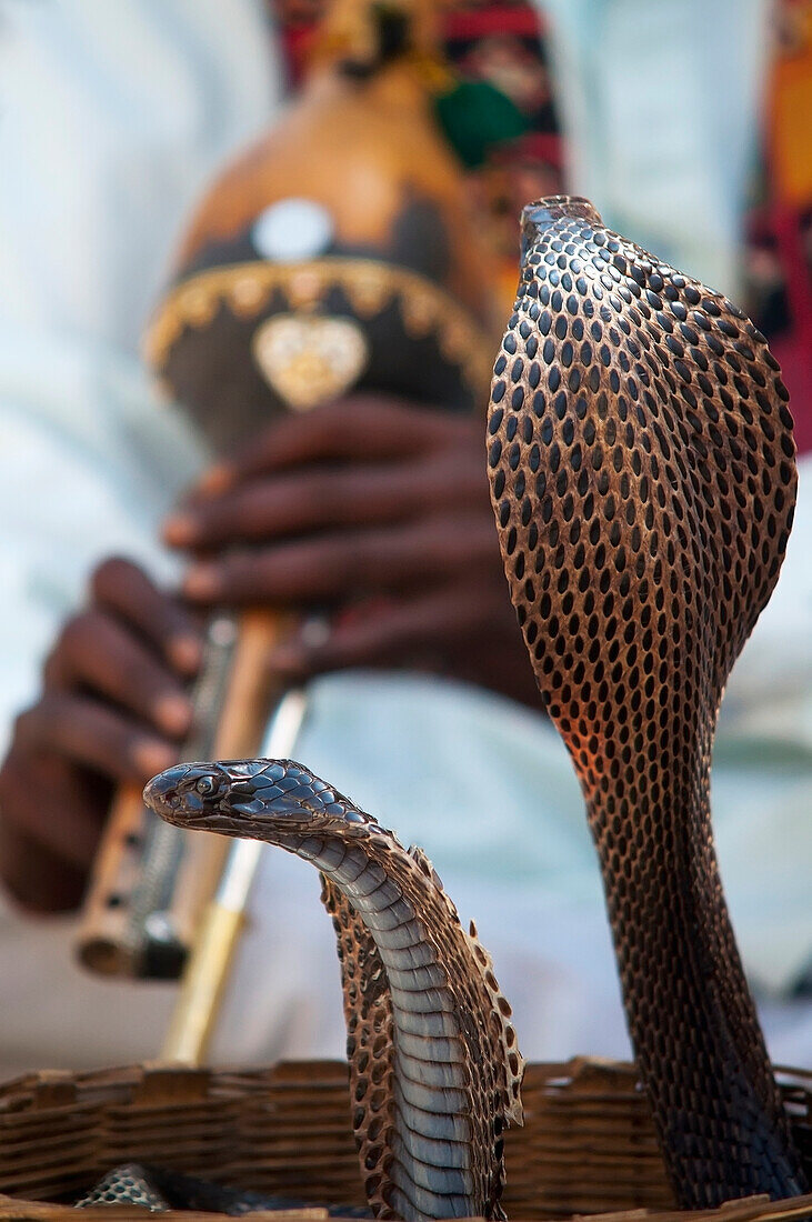 Alex, Adams, Outdoors, Day, Young Men, One Person, Two Animals, Animal Themes, Travel Destinations, Traditional Culture, Music, Travel, Flexibility, Ideas, Journey, Skill, India, Rajasthan, Colorful, Jaipur, Snake, Cobra, Flute, Basket, Open Air, Outside,