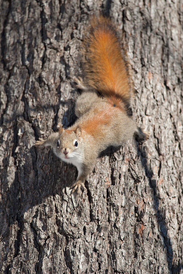 Red Squirrel Climbing Down A Tree, Ontario