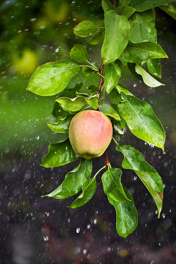 Apple Growing In The Rain In Okanagan Valley, Osoyoos British Columbia Canada