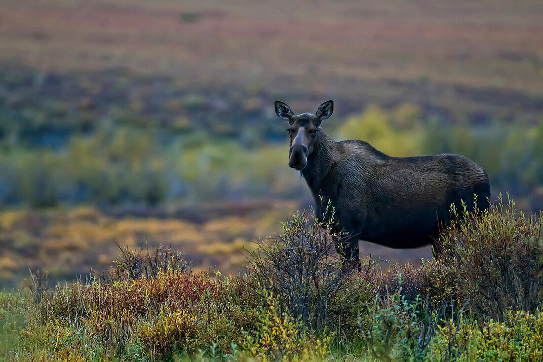 Female Moose In The Tundra During Autumn Along The Dempster Highway, Yukon Canada