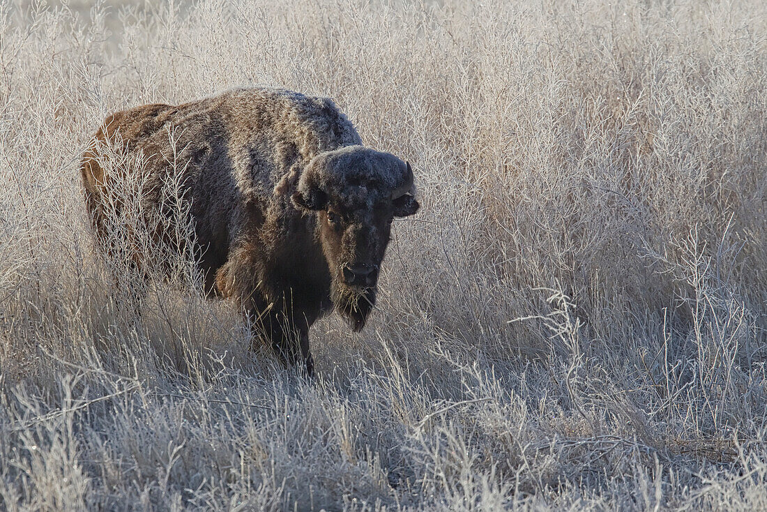 Bison In The Morning Frost Of Grasslands National Park, Saskatchewan Canada