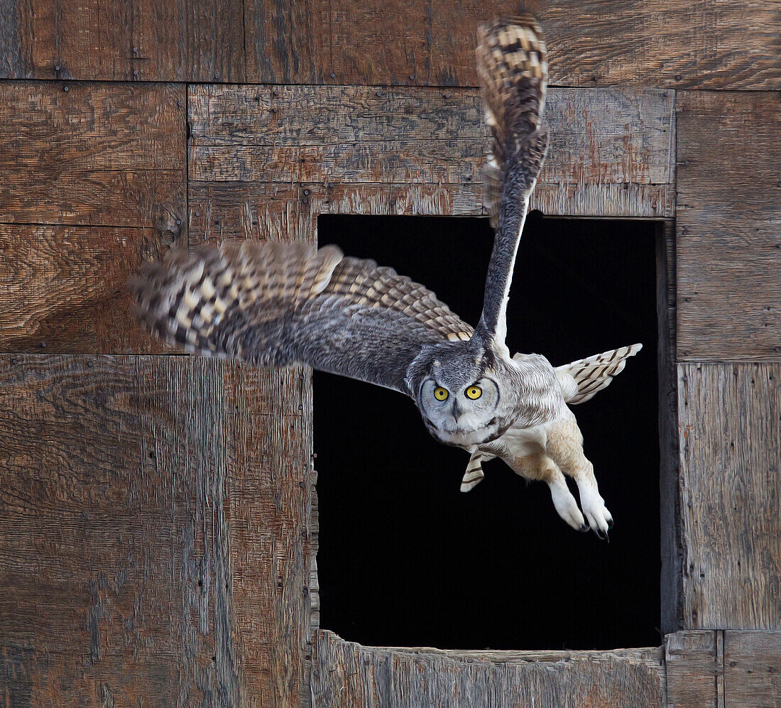 Great Horned Owl Flying Out Of An Old Barn Window, Saskatchewan Canada
